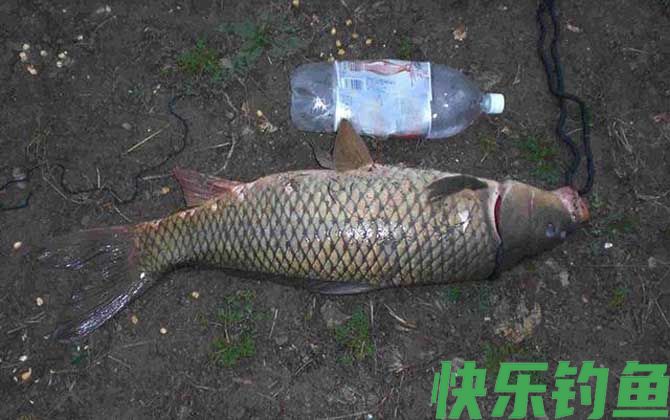 草鱼