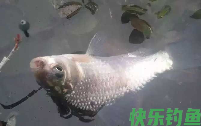 钓鱼