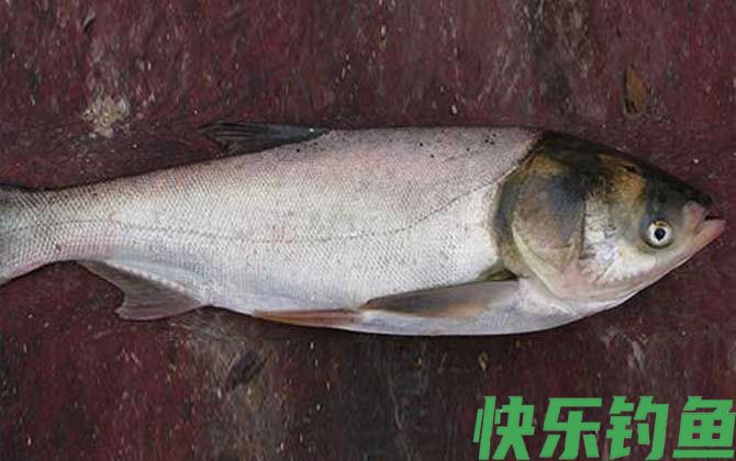 钓鲢鳙