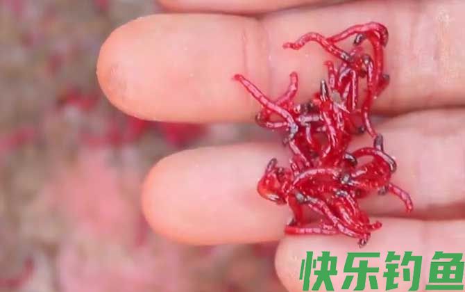 春天钓鱼用什么饵料？