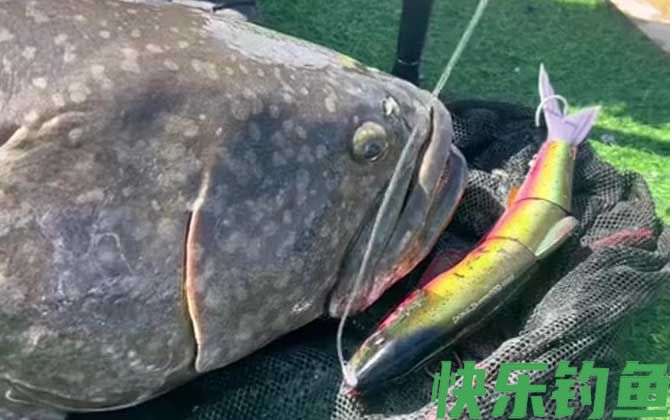 钓龙趸用什么饵料最好？