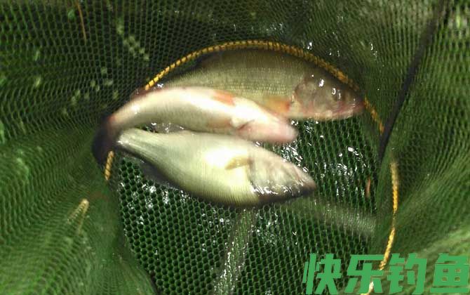 钓鲈鱼的最佳饵料是什么？