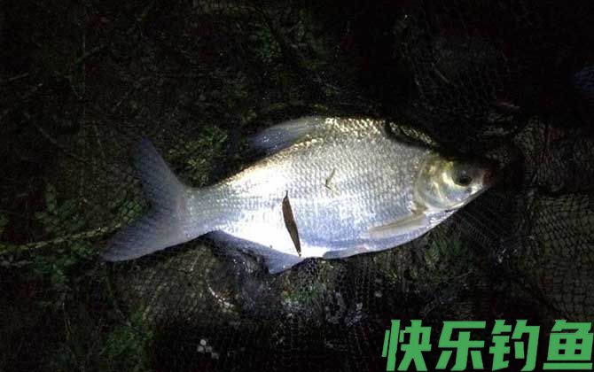 夜钓用什么饵料好？