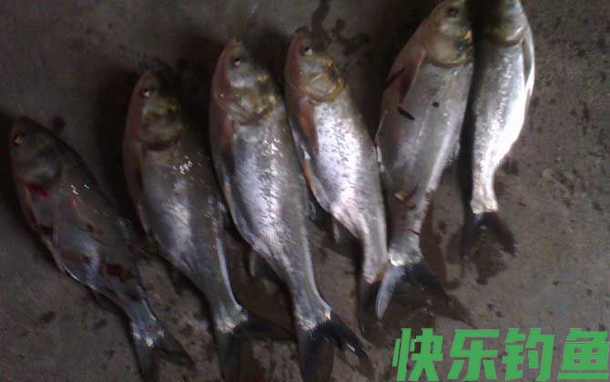 钓鲢鱼商品饵料配方大全