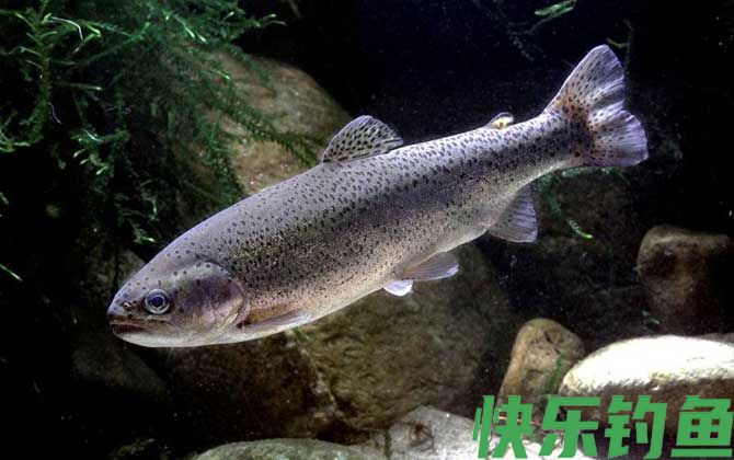 钓鳟鱼用什么鱼饵最好?