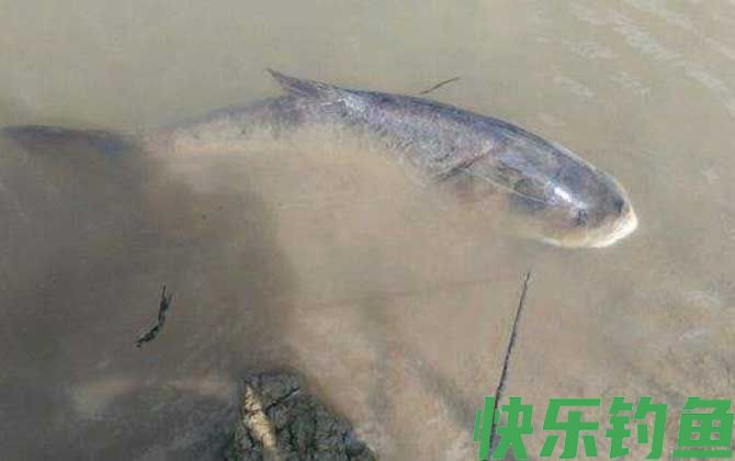 鲢鳙喜欢什么味道的饵料？