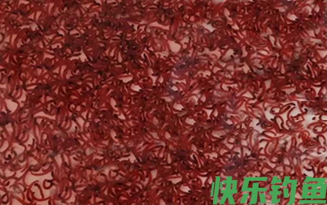 红虫保存温度多少合适？