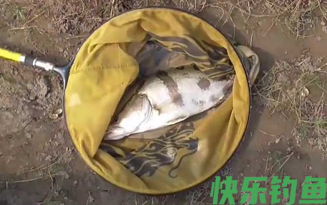 钓鳜鱼用泥鳅好还是河虾好？