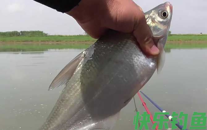 钓鳊鱼用什么窝料最好？