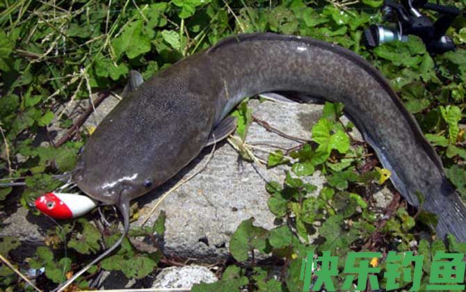 路亚鲶鱼用什么假饵最好？