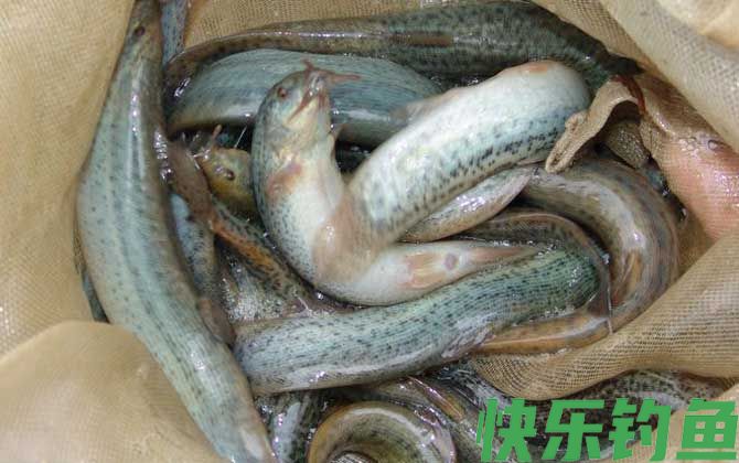 捉野生泥鳅用什么诱饵最好?