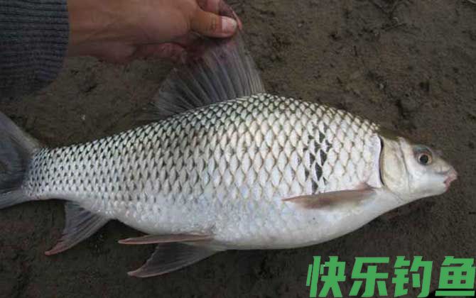 钓鲮鱼用什么商品饵料最好?