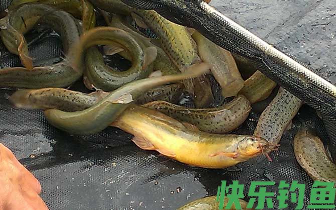 钓泥鳅用什么饵料？
