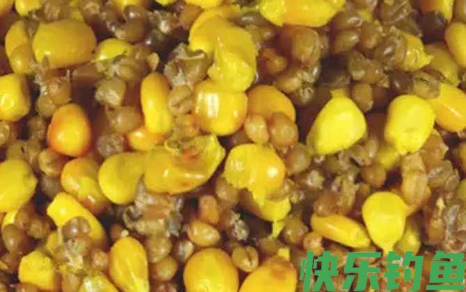 老玉米钓鱼打窝需要煮熟吗？