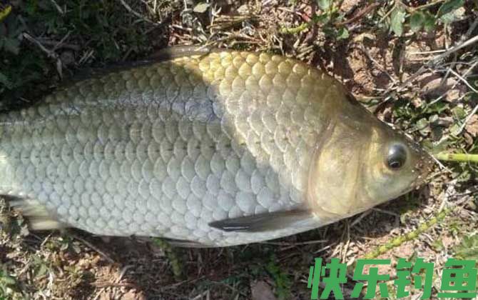 开春野钓鲫鱼饵料配方大全