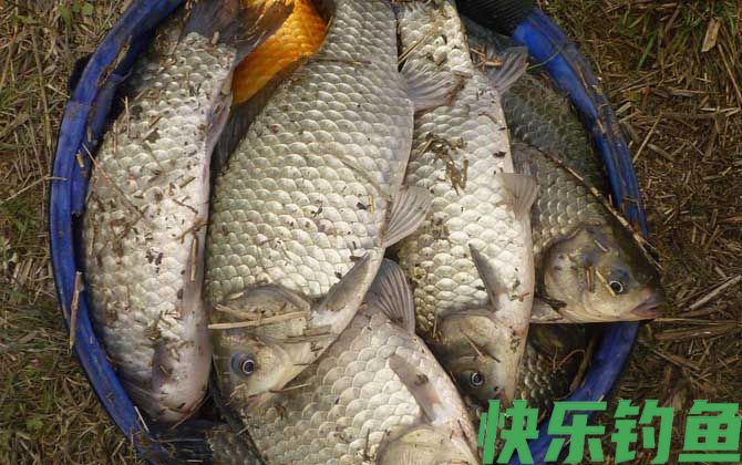 大板鲫喜欢吃什么味型？