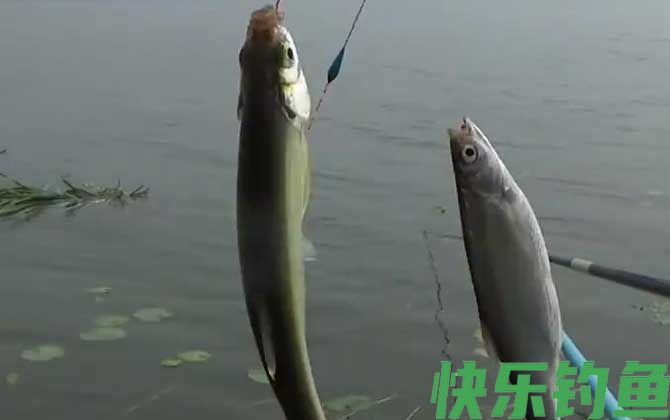 手竿钓白条鱼用什么饵料？