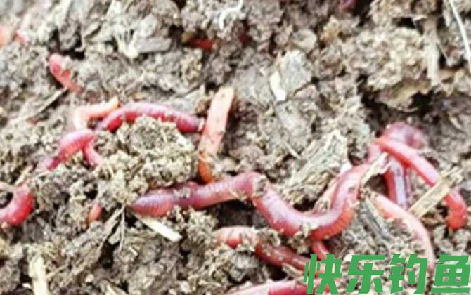 家庭养蚯蚓最简单的方法