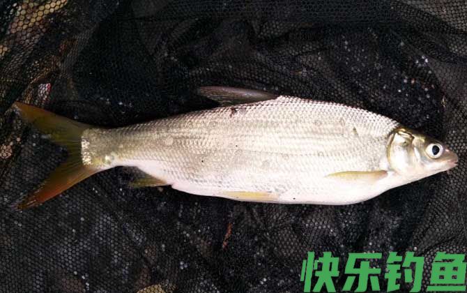 钓黄尾鲴最佳饵料及配方