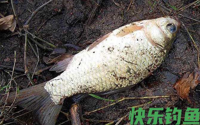 夏季钓鱼商品饵料配方大全