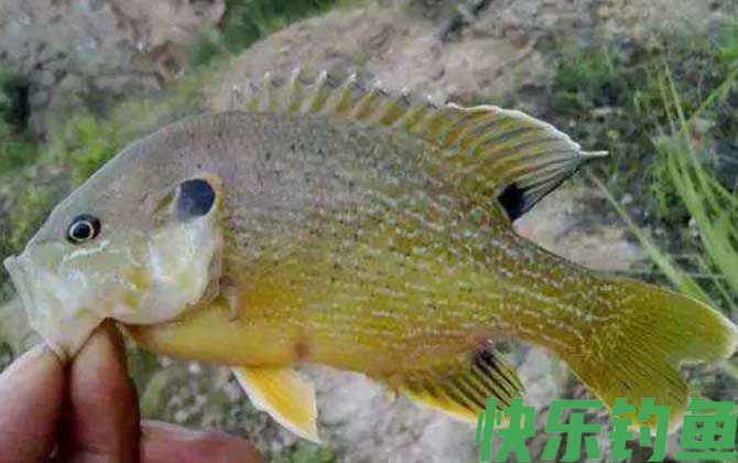 路亚太阳鱼用什么假饵？