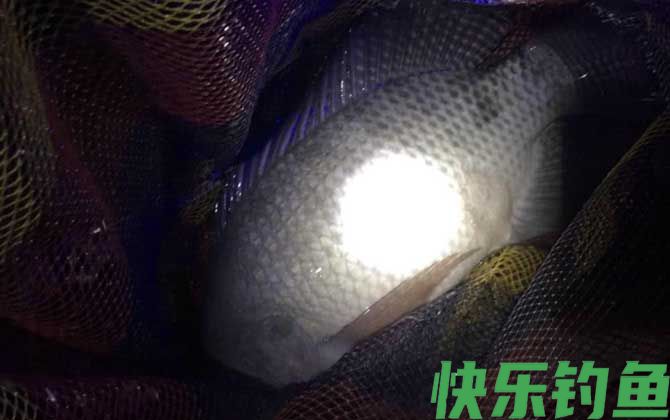 野钓大罗非用什么饵料最好？