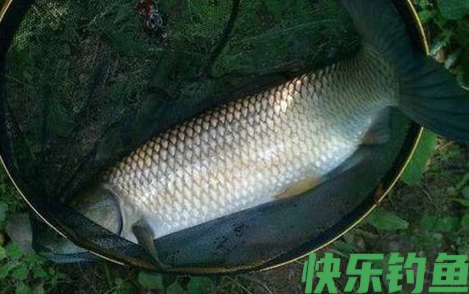 野钓草鱼用什么鱼饵最好？