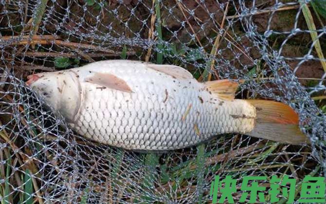 野钓为啥一般不用散炮？