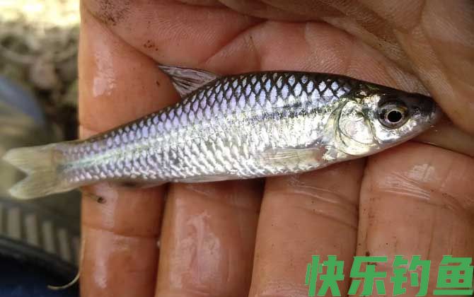 钓麦穗鱼用面筋饵可以吗?