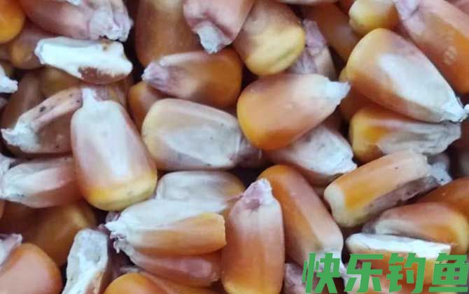 干老玉米打窝效果好吗？