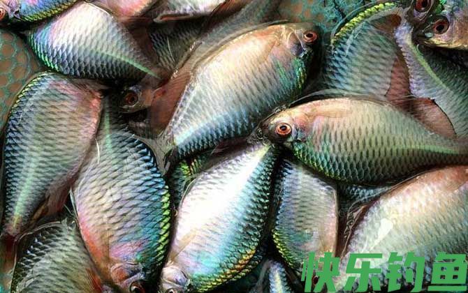 地笼抓鳑鲏鱼用什么饵料最好？