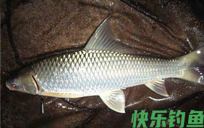 钓鲮鱼用什么小药好？