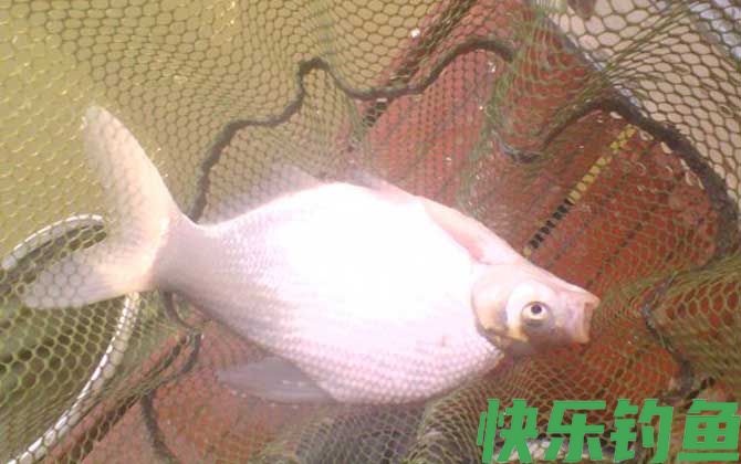 钓鳊鱼用什么商品饵料?
