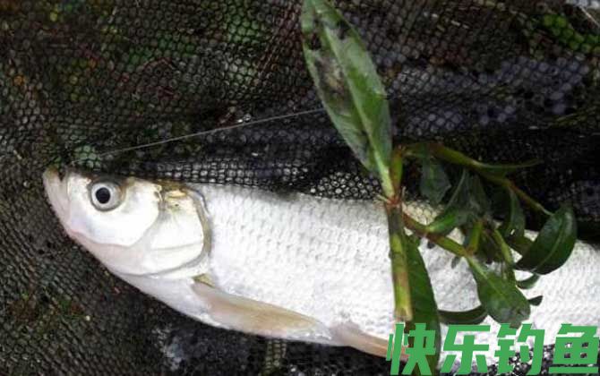 老玉米发酵能钓翘嘴吗？