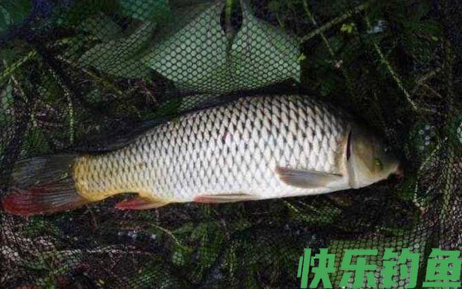 钓鲤鱼什么时候提竿？