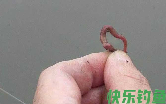 蚯蚓钓鱼什么时候提竿?