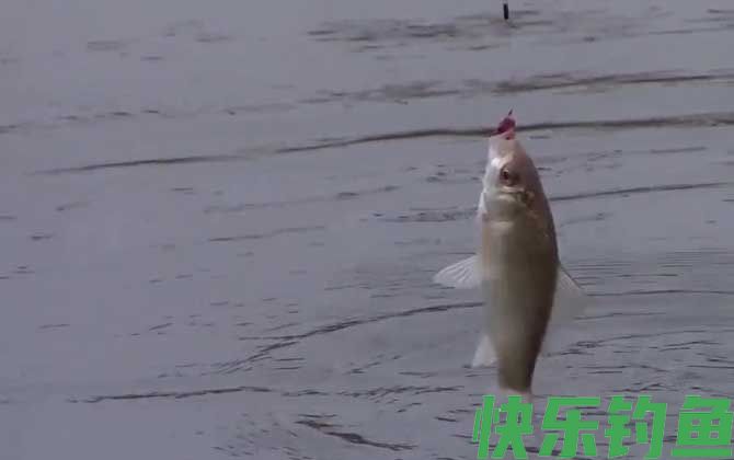 冬季钓鱼用传统钓好还是台钓好？