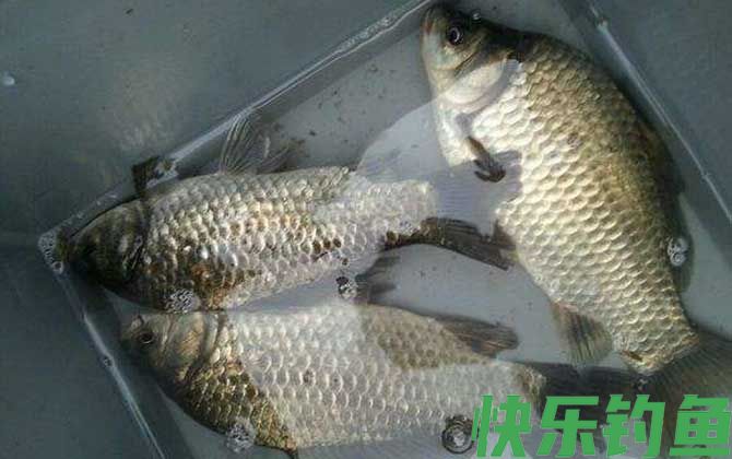 水库钓鲫鱼技巧及注意事项