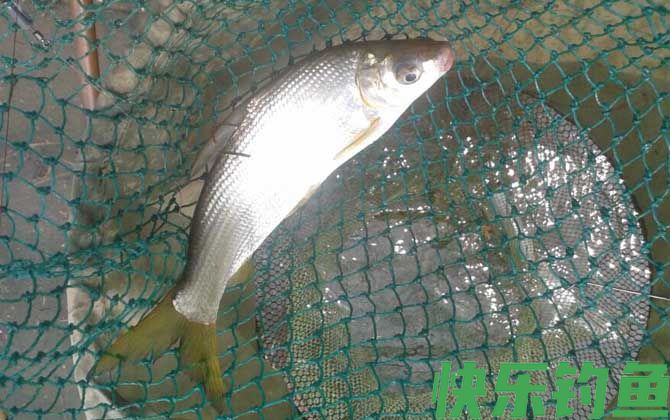 黄尾鱼可以用路亚钓吗？