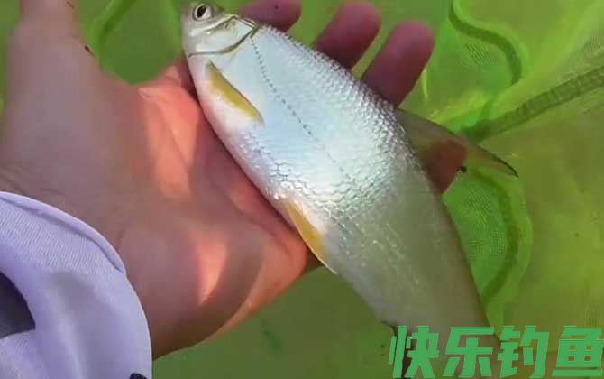 钓黄尾鱼是钓浮还是钓底？