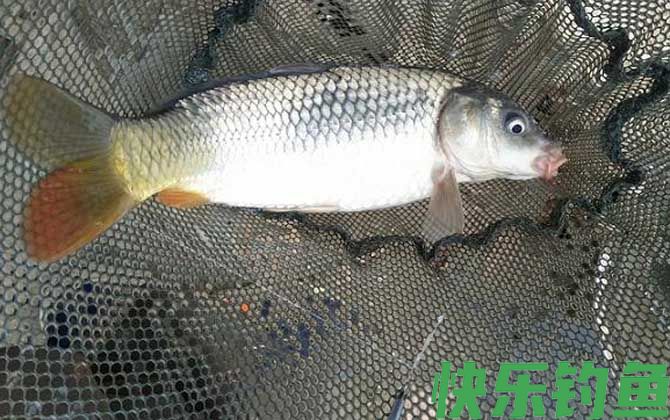 野钓鲤鱼怎么调漂最好？