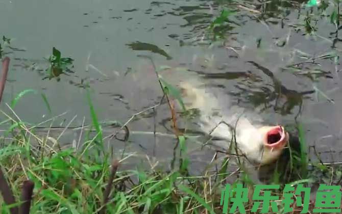 五月钓鱼钓深水还是浅水？