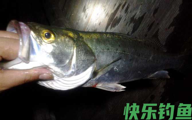 钓鲈鱼是浮钓还是沉底？