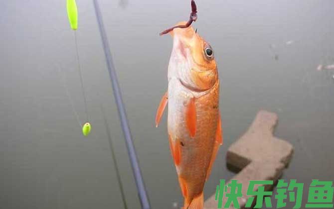 秋季蚯蚓钓鲫鱼技巧及注意事项