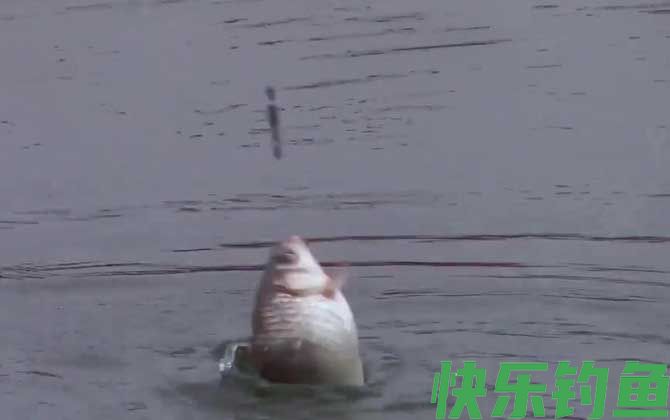 钓鲫鱼深水好还是浅水好？