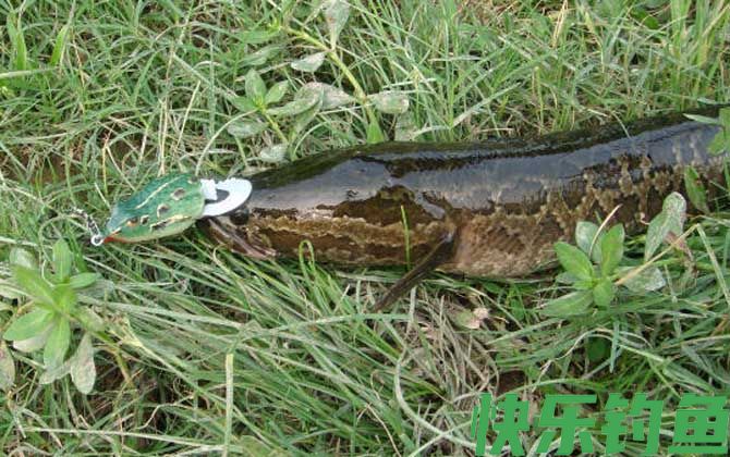 黑鱼几点钟吃口最厉害？