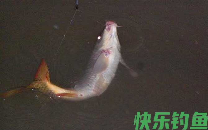 夏天钓鲤鱼的最佳时间是什么时候？