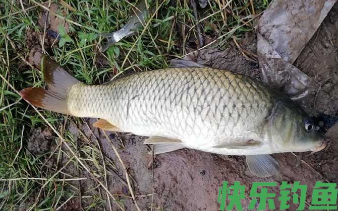 夏季涨水后怎么钓鱼？