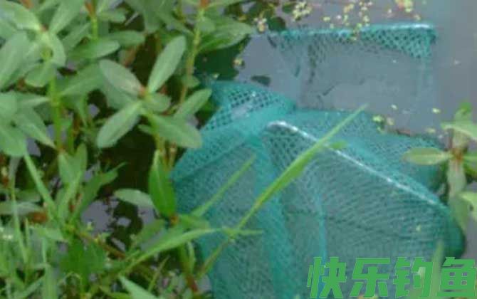 虾笼怎么使用最有效？