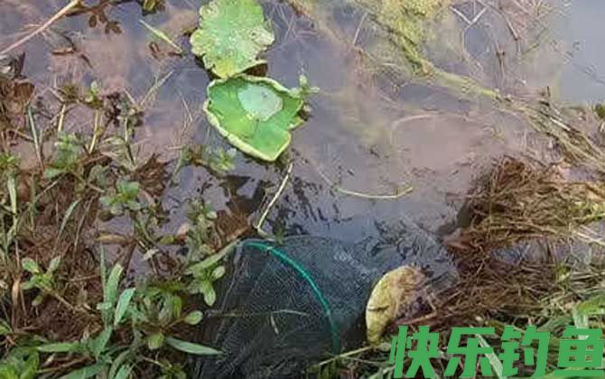 地笼多久收一次效果好？